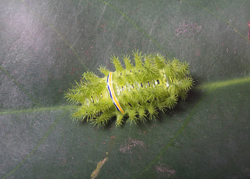 Nettle caterpillar an insect with green spikes color with yellow and black stripe on the body stays on green leaf