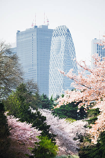 Springtime in Shinjuku, Tokyo. Blooming therry trees in foreground, Mode Gakuen Cocoon Tower and Skyscrapers in background.