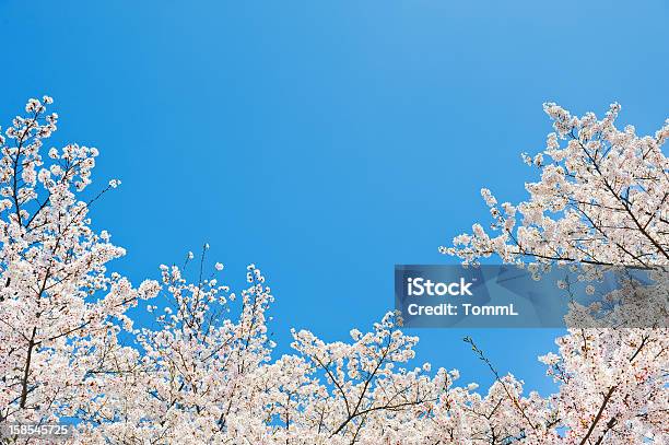 Flor De Cerejeira - Fotografias de stock e mais imagens de Cerejeira - Cerejeira, Cerejeira japonesa, Cidade de Quioto