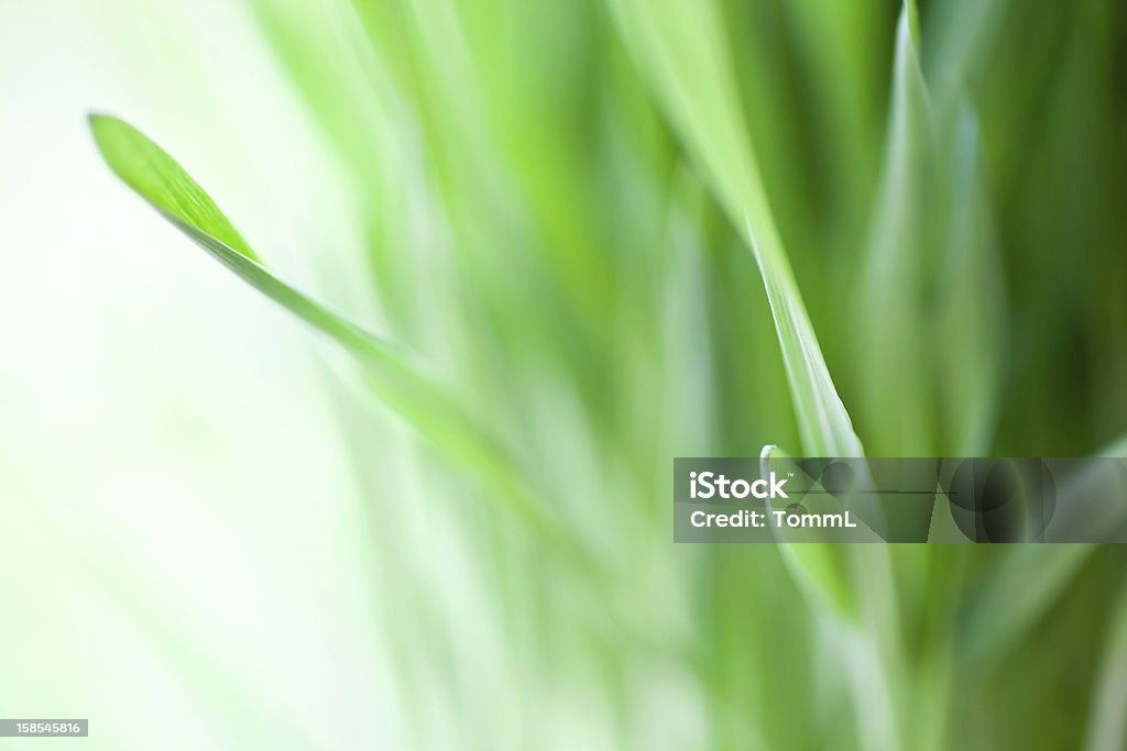 Vert herbe fraîche - Photo de Bouton de fleur libre de droits