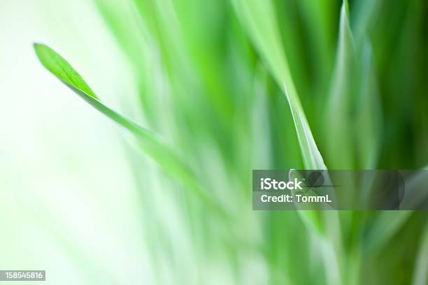 Photo libre de droit de Vert Herbe Fraîche banque d'images et plus d'images libres de droit de Bouton de fleur - Bouton de fleur, Couleur verte, Croissance