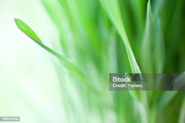 Fresca Relva Verde - Fotografias de stock e mais imagens de Ao Ar Livre - Ao Ar Livre, Botão - Estágio de flora, Caule de planta