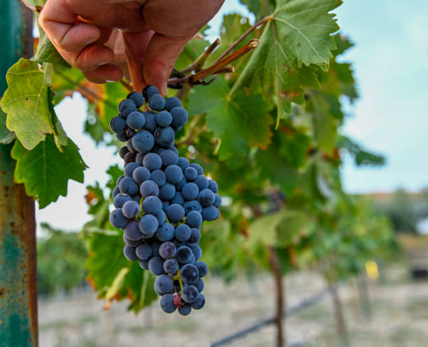 istock Hands of a farmer picking wine grapes during the harvest. 1585459393