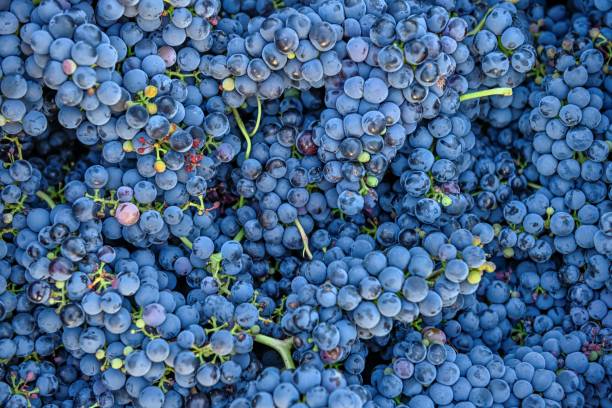 istock Grape clusters recently harvested in the vintage campaign. 1585459404