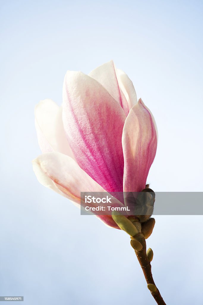 Magnolia Close-up of a single magnolia blossom against blue sky. Beauty Stock Photo