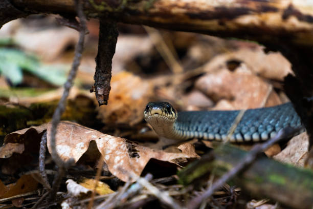 istock A snake crawls through the foliage in the forest 1585460568