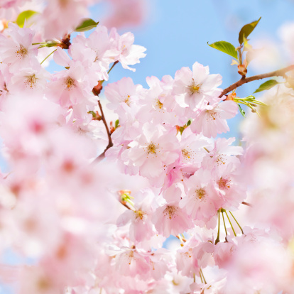 Cherry Blossom at Sakura in Japan. Shallow DOF.