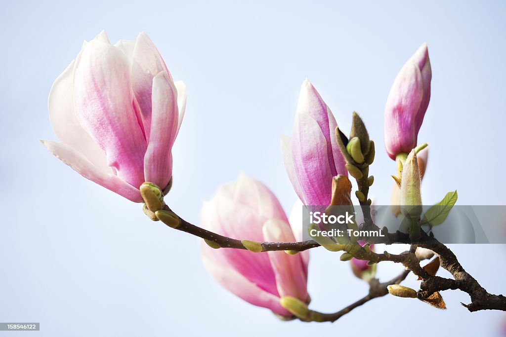 Magnolia - Foto de stock de Magnólia-solangeana royalty-free