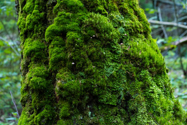istock Moss on a tree in the forest on a sunny day 1585461740