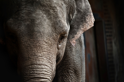Asian Elephant (Elephas maximus) portrait. Higher ISO, some grain visible.