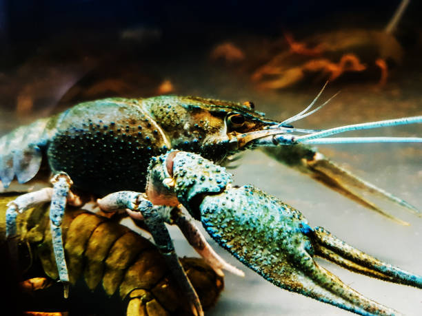 istock close up. blue crayfish in the river aquarium. 1585466812