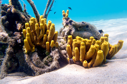 Yellow tube sea sponge - Aplysina aerophoba, underwater image into the Mediterranean sea
