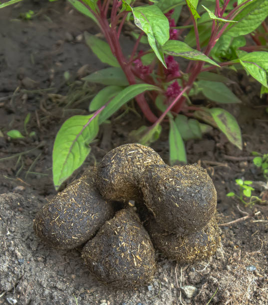 緑の植生を背景に、馬の肥料の山が地面に横たわっています。 - horse dung ストックフォトと画像