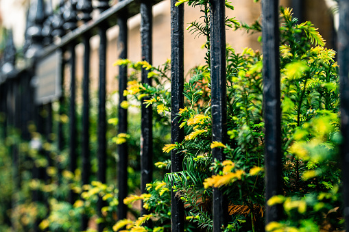 Flowers on a metal railing in London