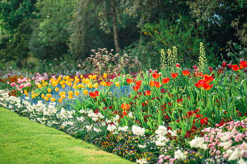 Horizontal closeup photo of organic vegetable and flower garden plots with wooden edges in a Community Garden in Spring.