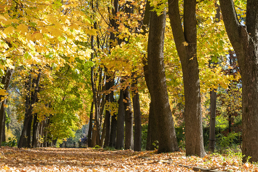 Autumn colorful view in road. Pathway along trunks of trees with yellow leaves in city park. Fallen leafs on the ground. Landscape golden foliage and plants. Fall bright in footpath. Beauty in nature.