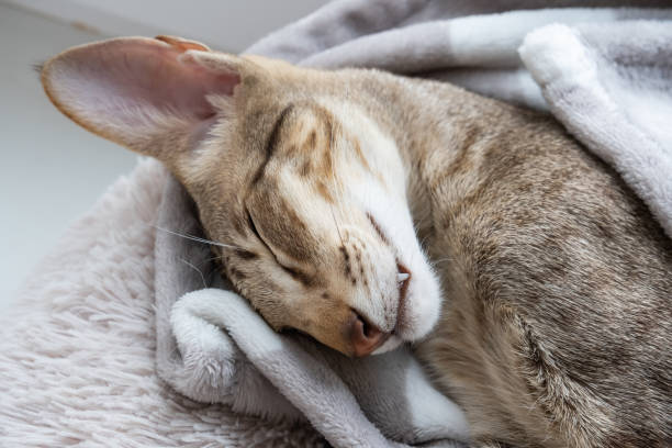 istock Oriental shorthair tabby kitten sleeping near the window. 1585473146