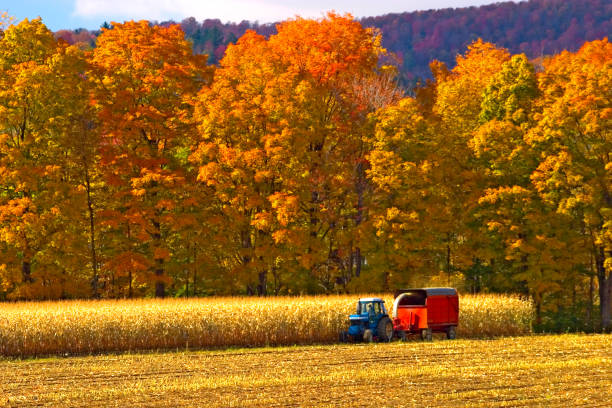 Harvesting Corn near Montgomery VT