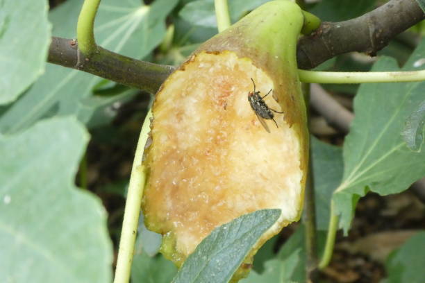 istock fig eaten by birds and insects in its natural environment 1585485134
