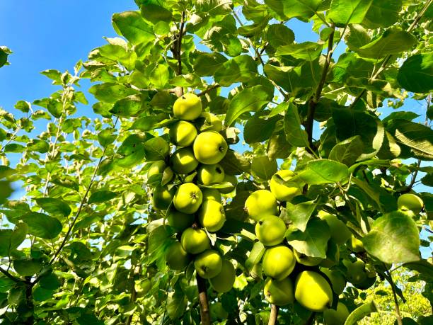 istock Green apples on a tree branch in an apple orchard 1585485651