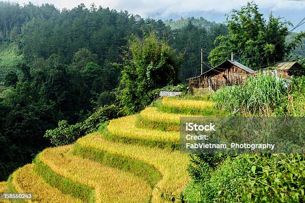Stilt House On The Top Of Rice Terraces Field Stock Photo - Download Image Now - Agriculture, Asia, Bali