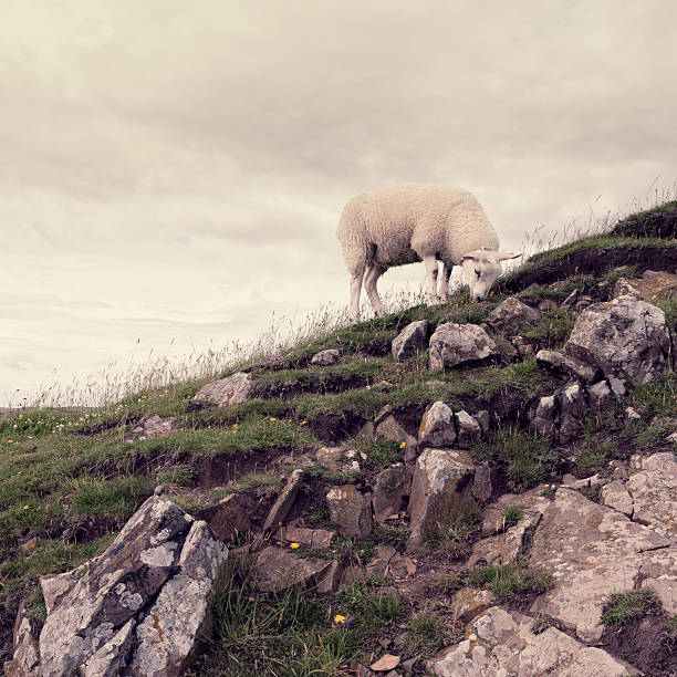 Schafe auf hohen Felsen – Foto