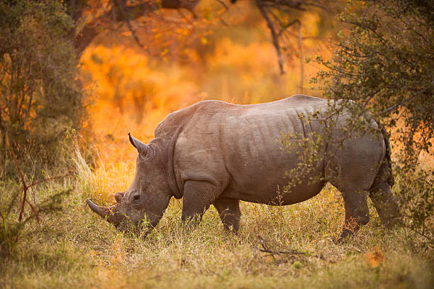 istock Rhinoceros in late afternoon 158550597