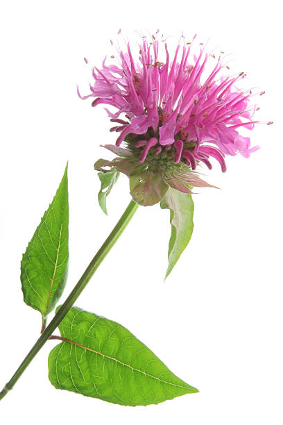 A vibrant pink bee balm is shown with a white background