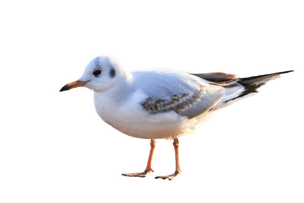 istock Black headed gull in winter plumage isolated on white background 1585509858