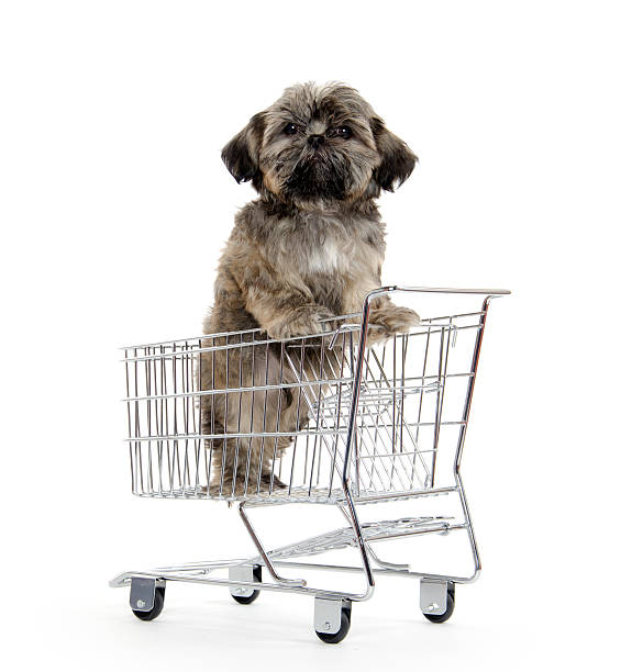 istock shih tzu puppy in shopping card 158551009