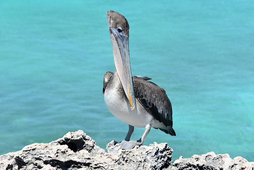 Fantastic close up look at a pelican on the coast of Aruba.