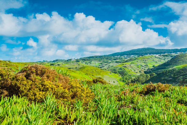 Green grass field with blue sky and white clouds background