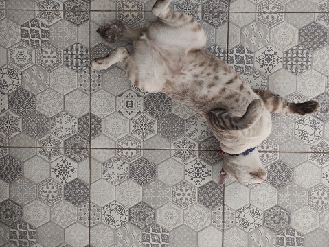 A gray-colored patterned cat is lying curled up on a gray tiled floor with a hexagonal pattern