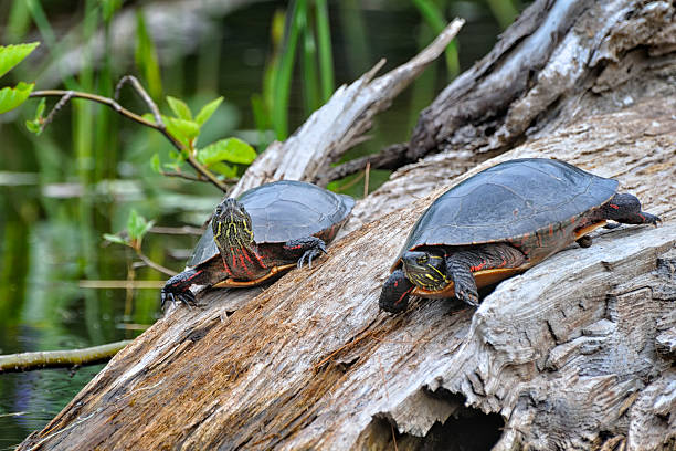 istock Painted Turtles on a Log by the River 158554309