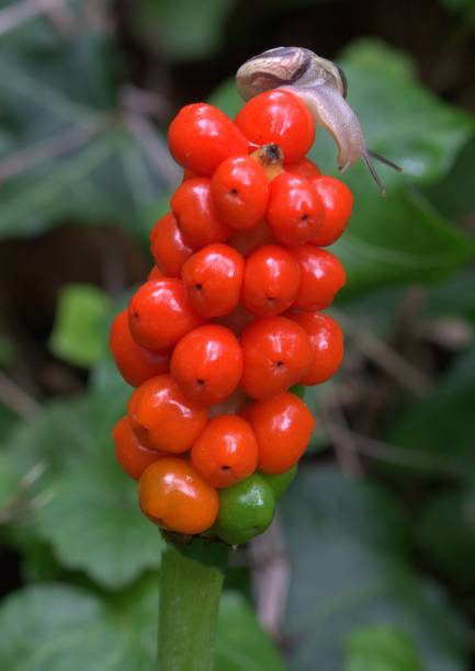 Cuckoo pint plant with snail Red berries of the cuckoo pint plant with a snail common cuckoo stock pictures, royalty-free photos & images