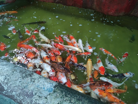 Colorful carp in a pond surrounded by trees