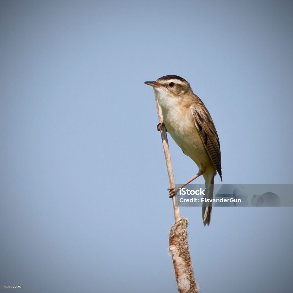 sedge warbler close-up sedge warbler close-up, copy space - for more birds  click here Animal Stock Photo