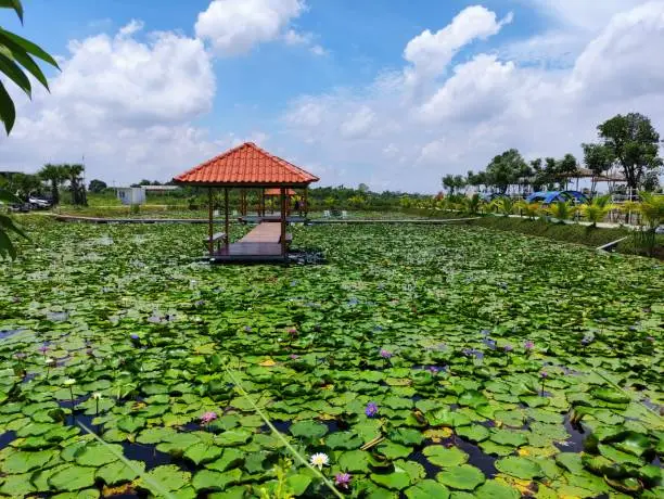 Photo of A lotus pond with a pavilion in the middle of the water