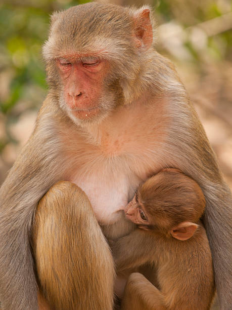 istock Mother macaque feeding her baby 158557692