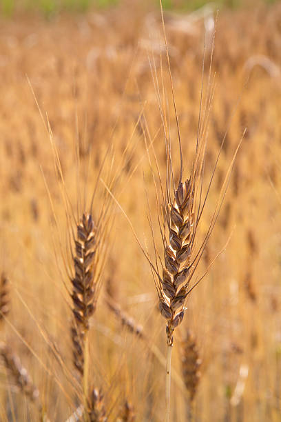 istock Dried ears in field at summer 158557727