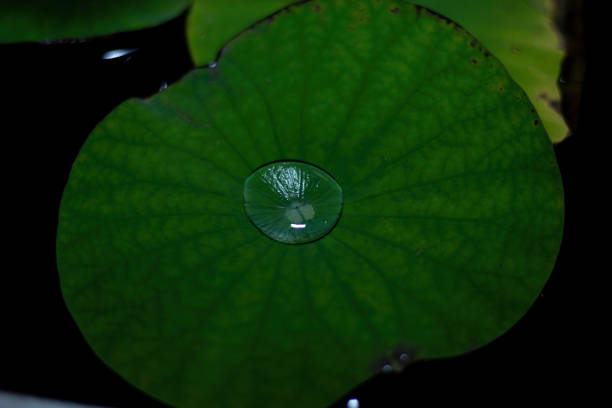 istock Green of lotus leaf blower for background. 1585578110