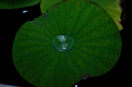 Green of lotus leaf blower for background.