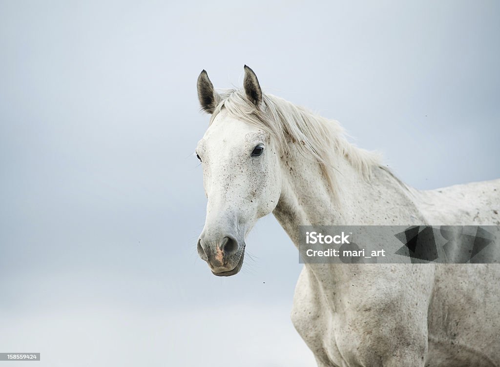 Portrait of a white horse against a gray sky white horse and sky White Horse Stock Photo