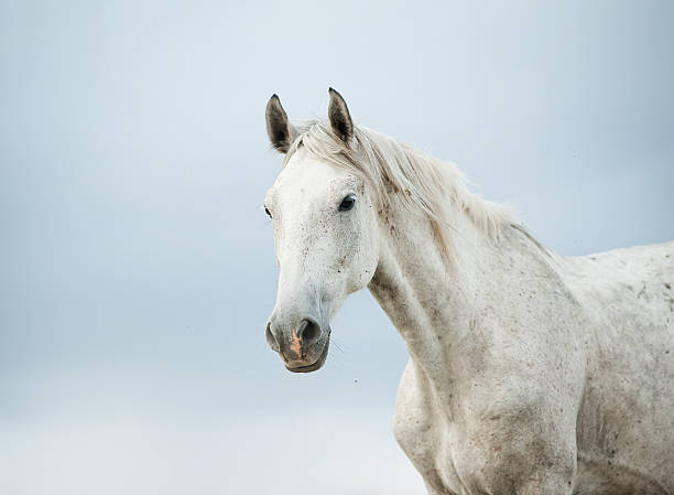 Portrait of a white horse against a gray sky white horse and sky white horse stock pictures, royalty-free photos & images