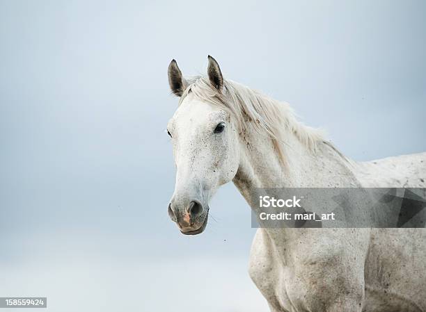 Portrait Of A White Horse Against A Gray Sky Stock Photo - Download Image Now - White Horse, Portrait, Horse