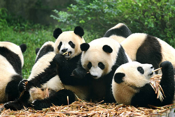 groupe de panda géant manger en bambou chengdu, chine - panda outdoors horizontal chengdu photos et images de collection