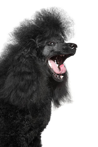 istock Miniature Poodle yawn on white background 158559866