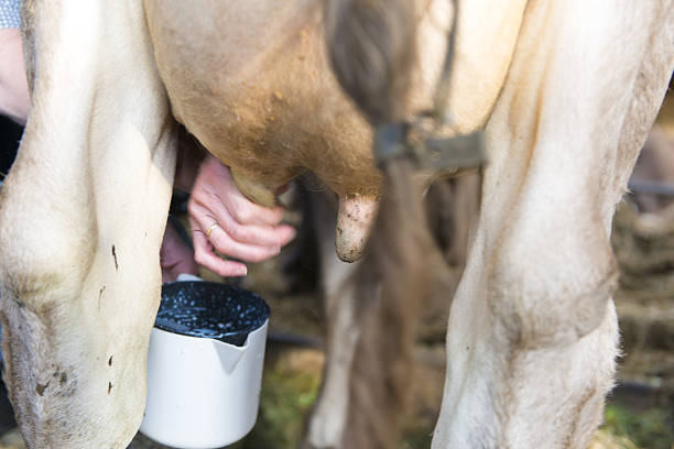 istock farmer takes manually milk of cow into a cup 158560261