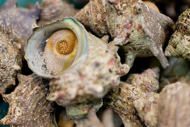 live turbante indiano conchas bubbling - escargot snail seafood freshness imagens e fotografias de stock