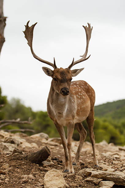 istock Portrait of a young buck 158560565
